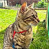 cat, tabby_cat, pet, animal, outdoor, grass, harness, sitting, garden, greenery, feline, whiskers, ears, fur, daylight, side_view, nature, curious, domestic_animal, closeup