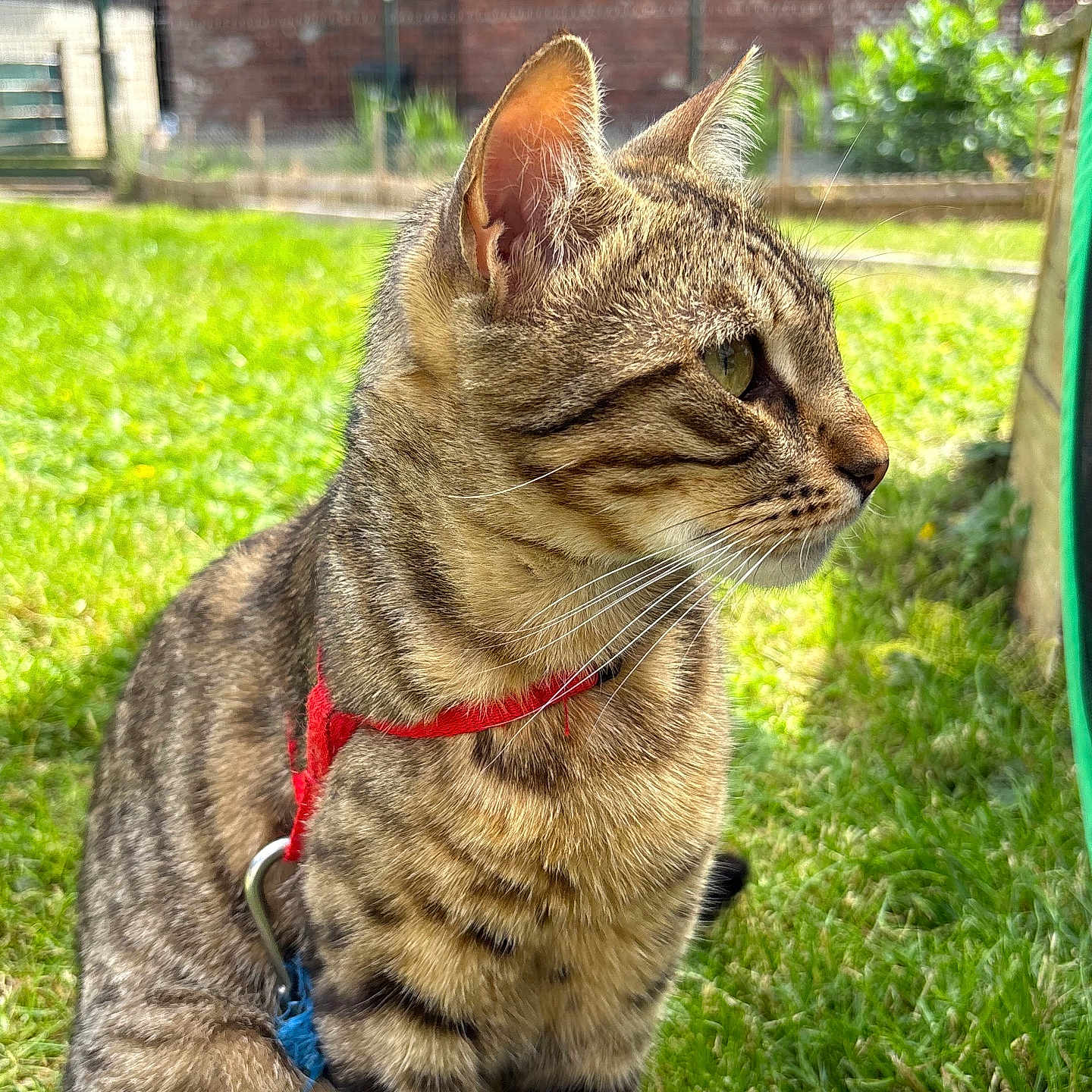 Lucien participe au concours pour gagner de l'argent avec cette photo : cat, tabby_cat, pet, animal, outdoor, grass, harness, sitting, garden, greenery, feline, whiskers, ears, fur, daylight, side_view, nature, curious, domestic_animal, closeup