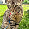 cat, tabby_cat, green_eyes, red_collar, blue_string, grass, outdoor, pet, animal, feline, fur, whiskers, sitting, closeup, nature, daylight, domestic_cat, curious, young_cat, garden