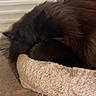 Speedy a rejoint le concours — aidez-le/la à gagner de superbes lots ! cat, sleeping, fluffy, black_cat, cat_tree, pet, indoor, cozy, resting, feline, animal, fur, window, home, soft, platform, toy, scratching_post, bell, quiet