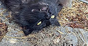 Speedy participe au concours pour gagner de l'argent avec cette photo : black_cat, cat, animal, feline, outdoor, nature, tree, ground, leaves, twigs, playful, relaxed, fur, yellow_eyes, whiskers, pet, closeup, wildlife, sunlight, daytime