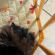 Speedy a rejoint le concours — aidez-le/la à gagner de superbes lots ! cat, black_cat, sleeping, fluffy, fur, cushion, patterned_cushion, wooden_chair, chair_legs, tile_floor, indoor, pet, resting, cozy, whiskers, teeth, close_up, quiet, relaxed, domestic_animal