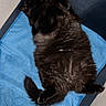Speedy a rejoint le concours — aidez-le/la à gagner de superbes lots ! black_cat, cat, pet, fluffy, lying_down, blue_cushion, playpen, indoor, relaxed, fur, whiskers, tail, paws, animal, mammal, cute, cozy, domestic_cat, resting, looking_up
