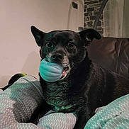 Kooky a rejoint le concours — aidez-le/la à gagner de superbes lots ! animal, ball, black_dog, blanket, comfort, couch, cozy, cute, dog, domestic, ears, fur, home, indoor, leisure, muzzle, pet, playing, resting, toy