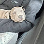 animal, black_clothing, canine, car_interior, car_seat, close_up, cozy, cuddly, cute, dog, fur, indoors, pet, puppy, relaxed, resting, seat, sleeping, soft_texture, young_dog