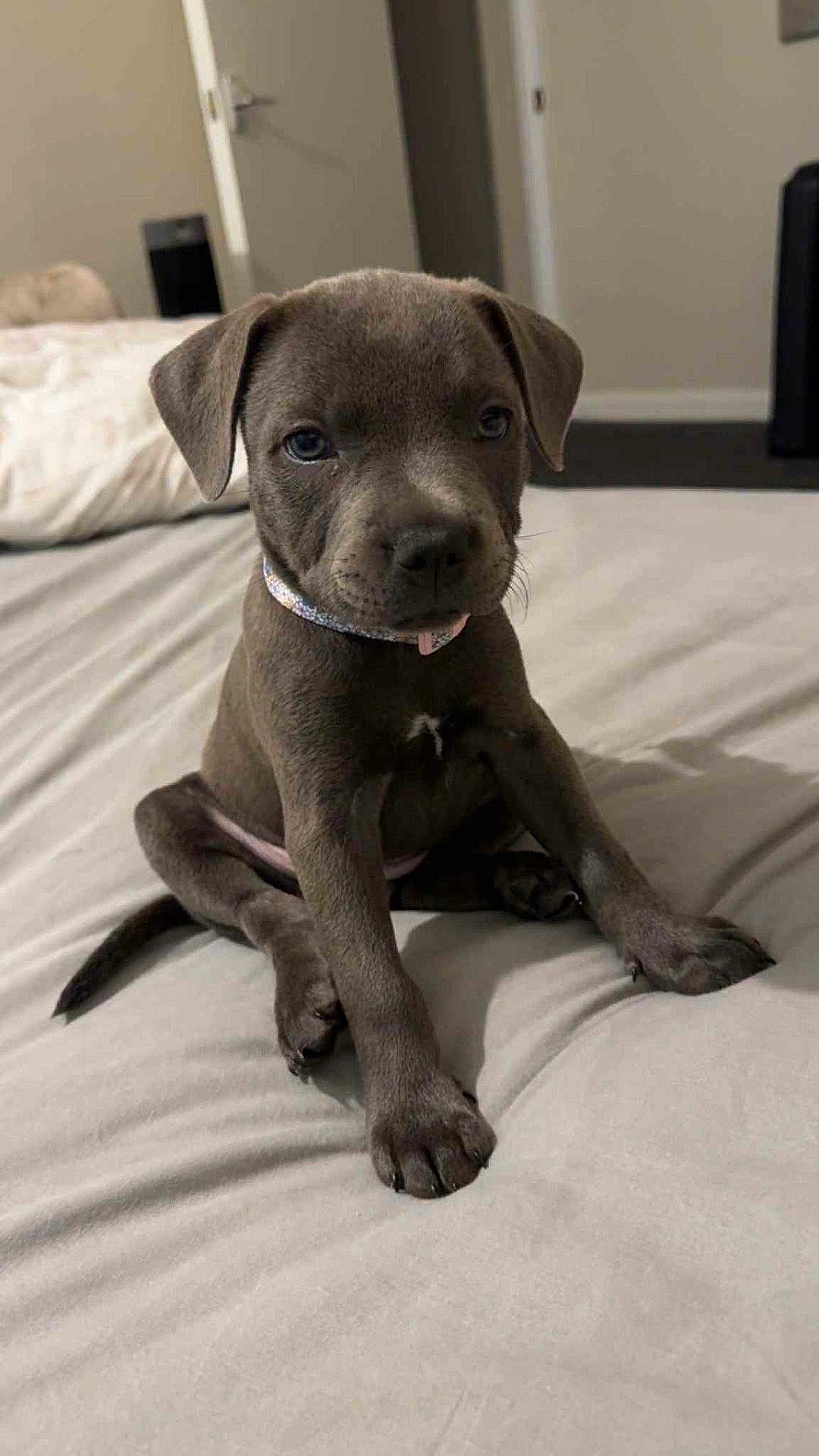 Violet