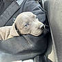 Violet is registered to the contest to win money with this photo: animal, car_interior, closeup, coat, comfort, cute, dog, domestic_animal, ears, fur, gray_fur, jacket, pet, puppy, relaxation, resting, seat, sleepy, snout, young