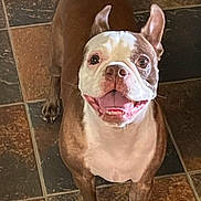Dolly is registered to the contest to win money with this photo: dog, boston_terrier, pet, smiling, happy, tongue_out, floor, tile_floor, brown, white, animal, canine, looking_up, playful, indoor, paw, ears_up, toy, blue, cute
