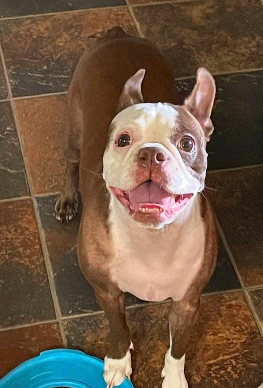 Dolly is registered to the contest to win money with this photo: dog, boston_terrier, pet, smiling, happy, tongue_out, floor, tile_floor, brown, white, animal, canine, looking_up, playful, indoor, paw, ears_up, toy, blue, cute