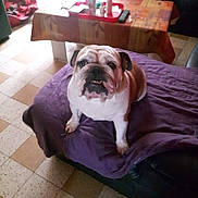 Olga participe au concours pour gagner de l'argent avec cette photo : american_bulldog, australian_bulldog, british_bulldogs, bulldog, canidae, carnivore, companion_dog, dog, dog_breed, dorset_olde_tyme_bulldogge, fawn, furniture, mammal, non_sporting_group, old_english_bulldog, olde_english_bulldogge, puppy_love, snout, toy_bulldog, white_english_bulldog