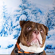 Drax'S a rejoint le concours — aidez-le/la à gagner de superbes lots ! dog, brown_dog, white_fur, collar, orange_collar, pet, portrait, winter, snow, snowy_background, outdoor, animal, canine, closeup, expression, face, fur, nature, cold, season