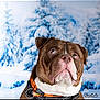 dog, brown_dog, white_fur, collar, orange_collar, pet, portrait, winter, snow, snowy_background, outdoor, animal, canine, closeup, expression, face, fur, nature, cold, season