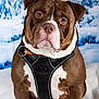 Drax'S a rejoint le concours — aidez-le/la à gagner de superbes lots ! dog, brown, white, harness, pet, animal, portrait, winter, snow, outdoor, fur, mammal, cute, looking, expression, closeup, sitting, background, nature, cold