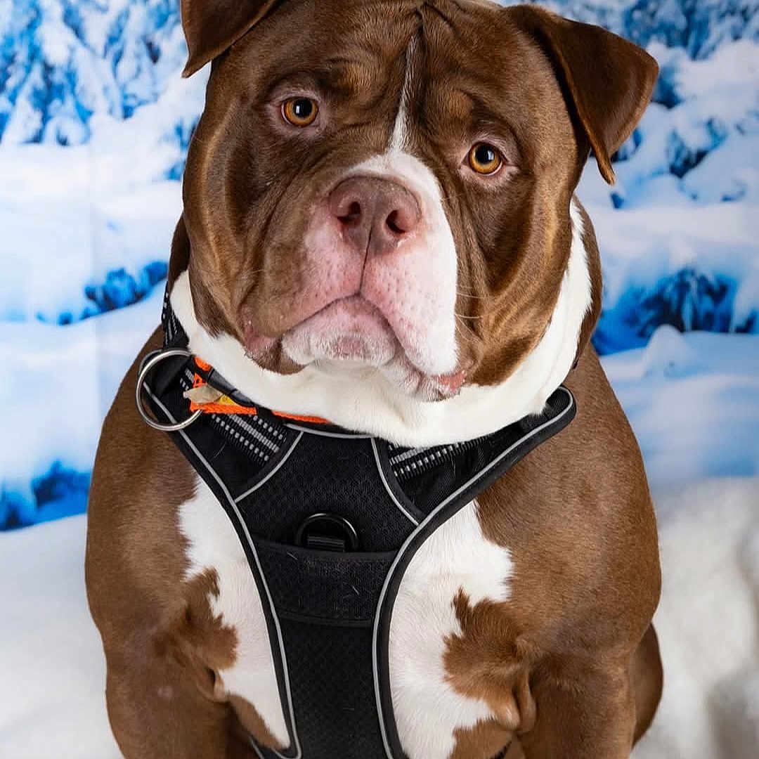 Drax'S a rejoint le concours — aidez-le/la à gagner de superbes lots ! animal, background, brown, closeup, cold, cute, dog, expression, fur, harness, looking, mammal, nature, outdoor, pet, portrait, sitting, snow, white, winter