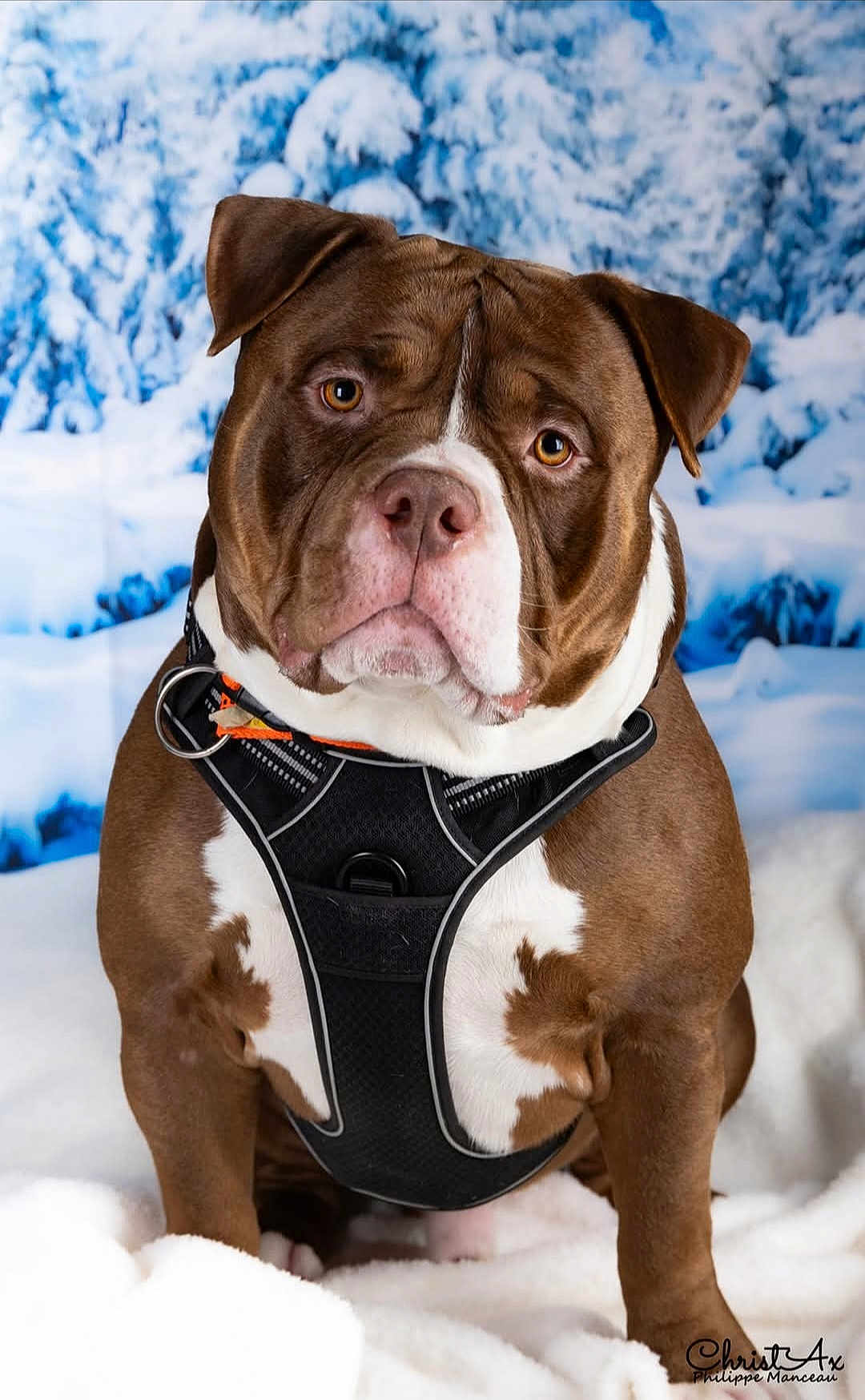 Drax'S a rejoint le concours — aidez-le/la à gagner de superbes lots ! dog, brown, white, harness, pet, animal, portrait, winter, snow, outdoor, fur, mammal, cute, looking, expression, closeup, sitting, background, nature, cold