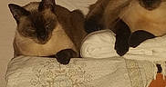 Oméga a rejoint le concours — aidez-le/la à gagner de superbes lots ! cats, siamese_cats, pets, animals, felines, two_cats, sleeping, glowing_eyes, indoor, blankets, folded_laundry, furniture, wooden_table, cozy, resting, brown_fur, dark_face, pointed_ears, home, portrait