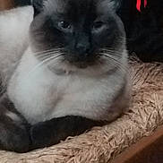 Oméga participe au concours pour gagner de l'argent avec cette photo : cat, siamese_cat, feline, pet, animal, fluffy, long_hair, blue_eyes, dark_face, white_fur, whiskers, ears, close_up, portrait, sitting, indoor, cozy, blanket, scratching_post, home