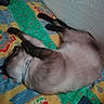Oméga a rejoint le concours — aidez-le/la à gagner de superbes lots ! cat, feline, siamese_cat, pet, sleeping, lying_down, upside_down, belly, paws, whiskers, collar, indoor, bed, blanket, colorful, patterned, cozy, relaxed, playful, animal
