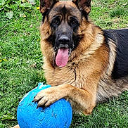 Uron a rejoint le concours — aidez-le/la à gagner de superbes lots ! animal, blue_ball, canine, chewed_ball, closeup, dog, ears, fur, german_shepherd, grass, happy, nature, outdoor, paw, pet, playful, resting, tongue, tongue_out, toy