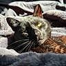 Ace is registered to the contest to win money with this photo: cat, black_cat, feline, pet, animal, whiskers, golden_eyes, pointed_ears, fur, closeup, portrait, sunlight, shadow, blanket, bedding, indoors, relaxed, lounging, dramatic_lighting, photography