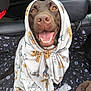 dog, labrador, brown_dog, blanket, car_interior, happy, smiling, pet, animal_print, seat, cozy, wrapped, tongue_out, cute, indoor, car_seat_cover, fur, eyes, nose, mouth