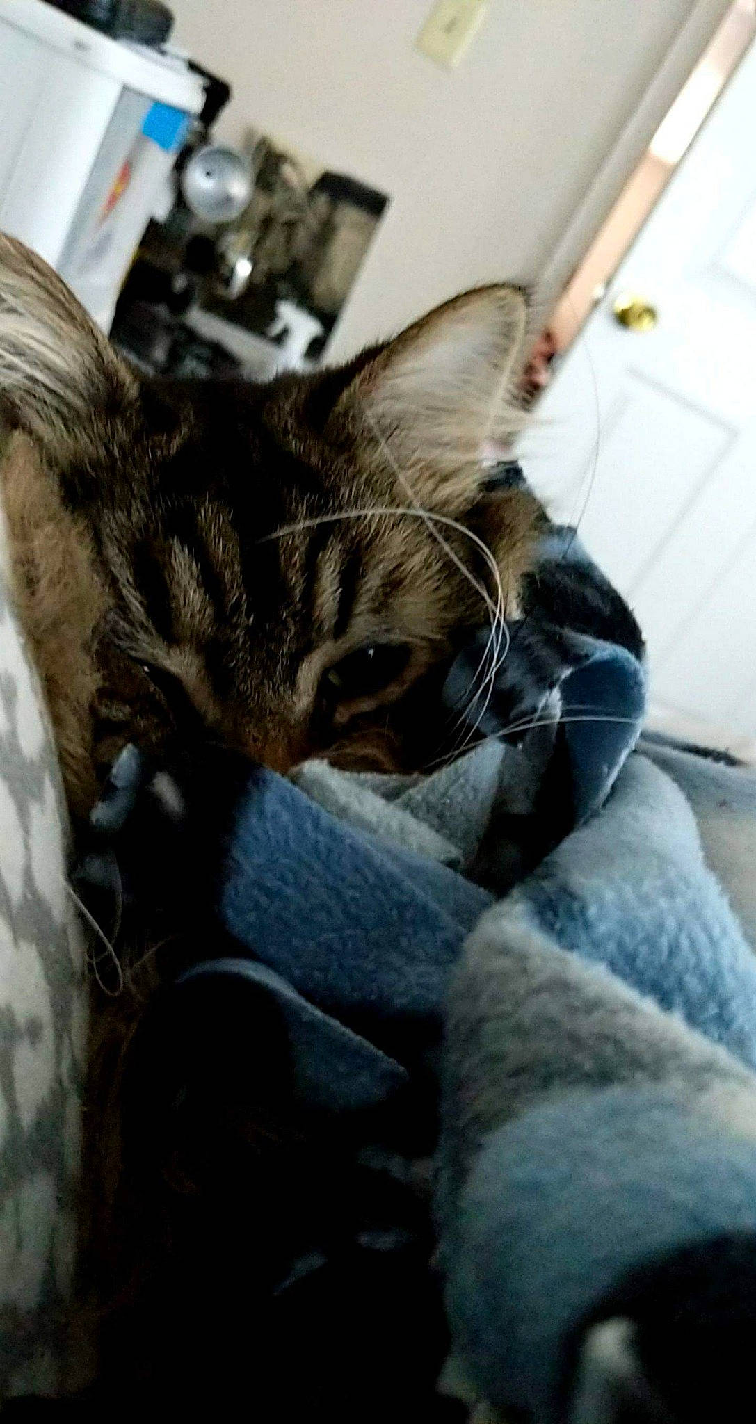 Hobbes is registered to the contest to win money with this photo: american_shorthair, asian, carnivore, cat, comfort, domestic_short_haired_cat, dragon_li, ear, european_shorthair, felidae, fur, kitten, nap, sleep, small_to_medium_sized_cats, snout, tabby_cat, whiskers