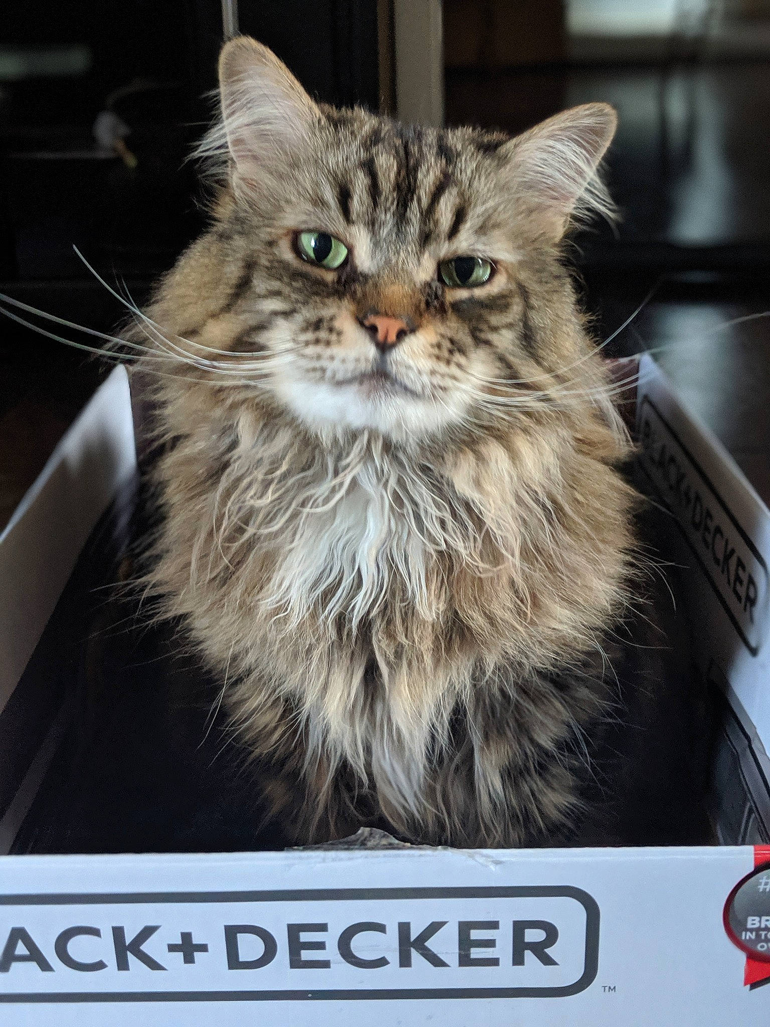 Hobbes is registered to the contest to win money with this photo: asian, asian_semi_longhair, british_longhair, british_semi_longhair, carnivore, cat, domestic_long_haired_cat, european_shorthair, felidae, kitten, maine_coon, mammal, norwegian_forest_cat, photo_caption, ragamuffin, siberian, small_to_medium_sized_cats, tabby_cat, whiskers, wild_cat