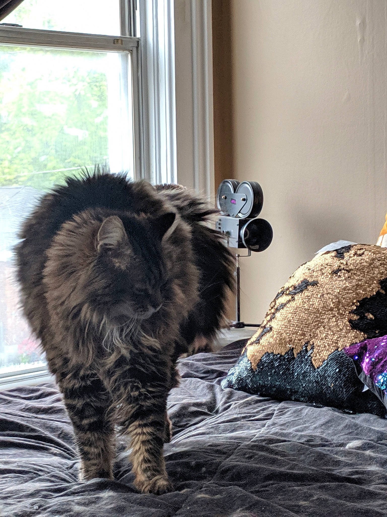 Hobbes joined the competition — help win amazing prizes! american_curl, black_cat, carnivore, cat, domestic_short_haired_cat, european_shorthair, felidae, fur, kitten, kurilian_bobtail, maine_coon, norwegian_forest_cat, small_to_medium_sized_cats, tabby_cat, tail, whiskers