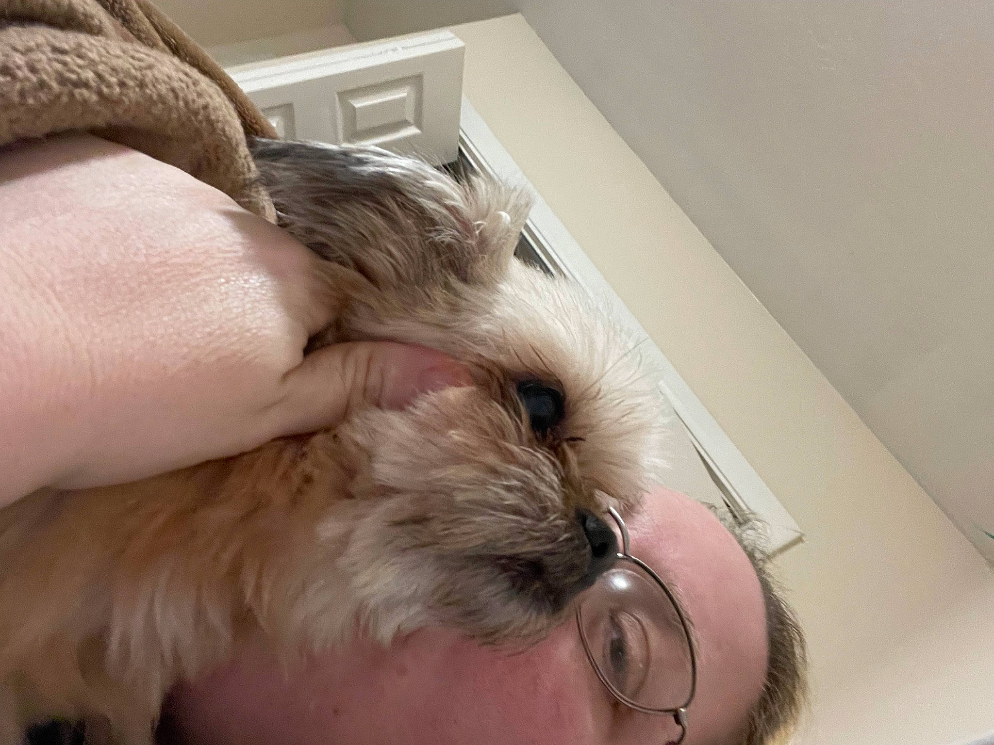 Deedee is registered to the contest to win money with this photo: beard, carnivore, comfort, companion_dog, dog_breed, ear, eyelash, facial_hair, fawn, felidae, fur, gesture, nail, small_to_medium_sized_cats, snout, sporting_group, toy_dog, whiskers, working_animal, wrinkle