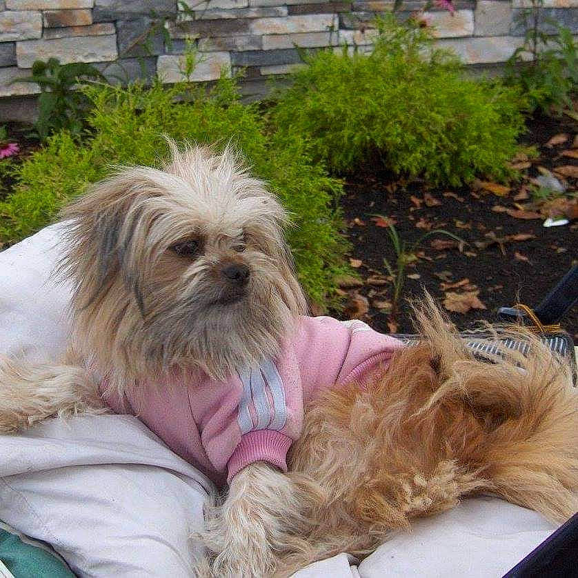 Deedee is registered to the contest to win money with this photo: carnivore, companion_dog, dog, dog_breed, dog_supply, fawn, fur, grass, liver, mammal, plant, shih_poo, shih_tzu, small_terrier, snout, sporting_group, terrier, toy_dog, vertebrate, working_animal