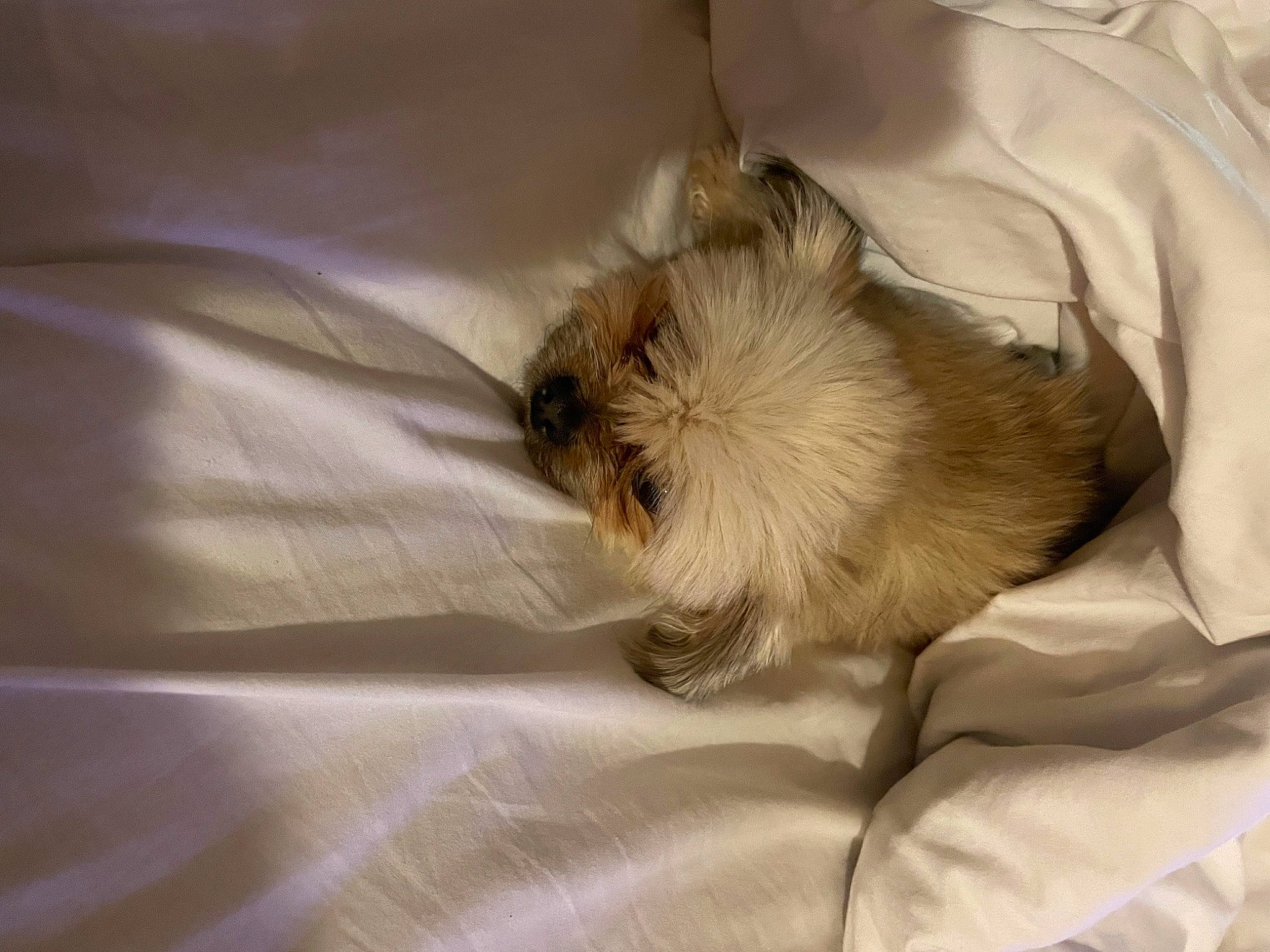 Deedee joined the competition — help win amazing prizes! canidae, carnivore, comfort, companion_dog, dog, dog_breed, duvet, fawn, felidae, fur, linens, non_sporting_group, small_terrier, small_to_medium_sized_cats, sporting_group, terrier, toy_dog, whiskers