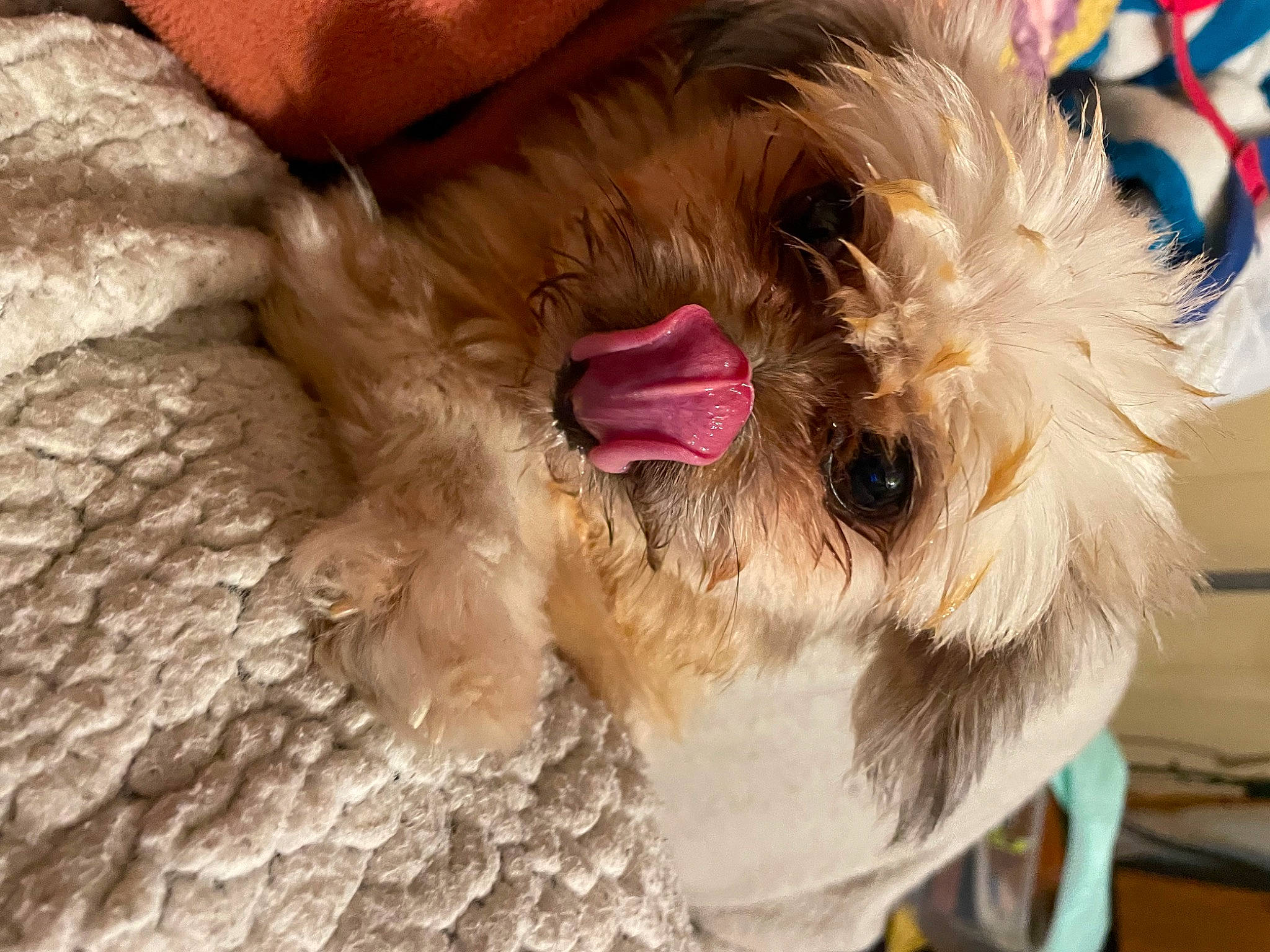 Deedee is registered to the contest to win money with this photo: canidae, carnivore, companion_dog, dog, dog_breed, dog_collar, dog_supply, fawn, feather, felidae, fur, liver, natural_material, pet_supply, small_to_medium_sized_cats, snout, sporting_group, terrier, toy_dog, whiskers