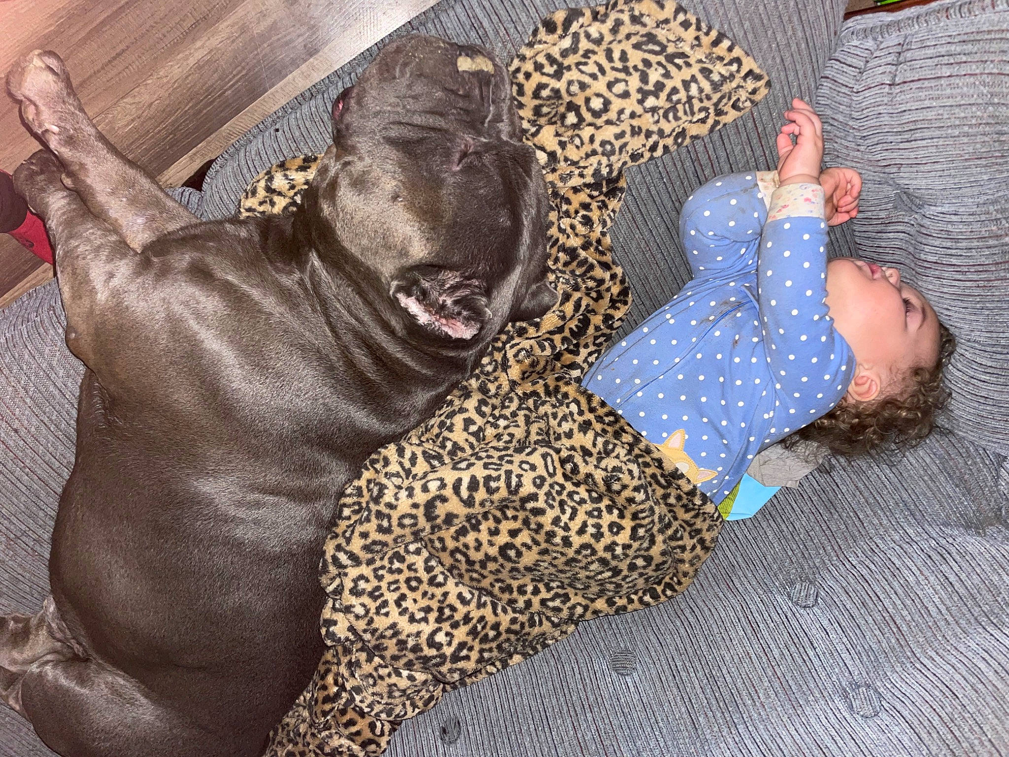 Brinsley is registered to the contest to win money with this photo: carnivore, carpet, comfort, companion_dog, couch, dog_breed, fawn, felidae, flooring, foot, fur, human_leg, linens, pattern, person, small_to_medium_sized_cats, snout, terrestrial_animal, whiskers, wool