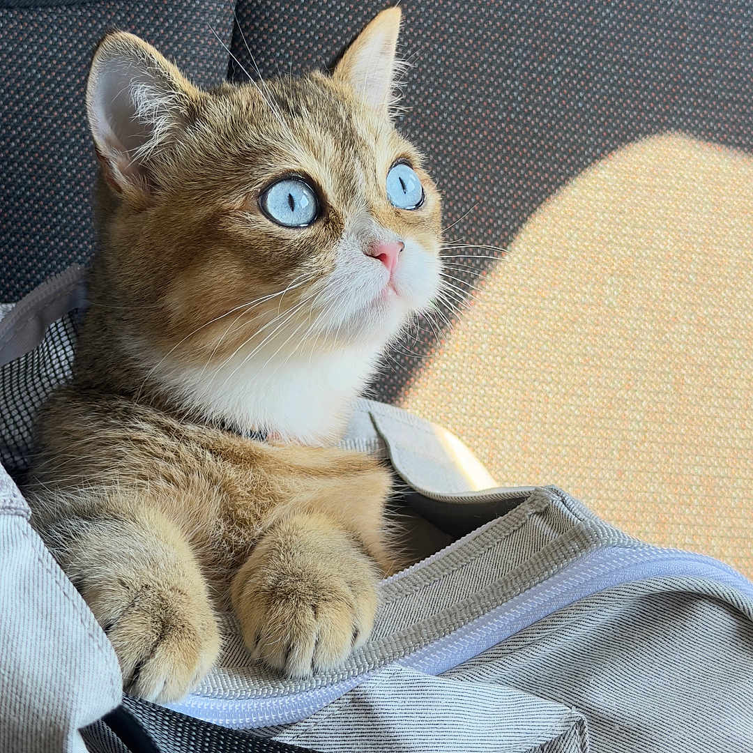 Baya