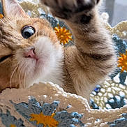 Baya participe au concours pour gagner de l'argent avec cette photo : animal, basket, cat, closeup, colorful, crochet, curious, cute, eye, feline, fur, household, indoor, kitten, paw, pet, playful, soft, texture, whiskers