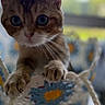 animal, blue, cat, close_up, colorful, crocheted_basket, curious, cute, domestic, feline, indoor, paws, pet, playful, soft_focus, texture, whiskers, white, window_light, yellow