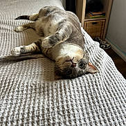 Pepper joined the competition — help win amazing prizes! cat, pet, bed, blanket, cozy, portrait, indoor, fur, paws, whiskers, green_eyes, looking_up, shelf, pillow, basket, sneakers, bedroom, furniture, relaxed, lying_down