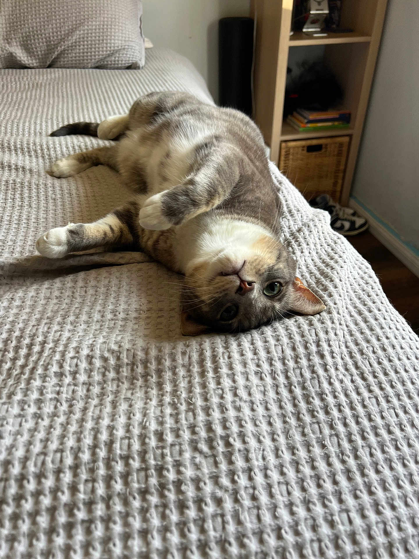 Pepper joined the competition — help win amazing prizes! cat, pet, bed, blanket, cozy, portrait, indoor, fur, paws, whiskers, green_eyes, looking_up, shelf, pillow, basket, sneakers, bedroom, furniture, relaxed, lying_down