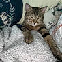 animal, blanket, cat, comfort, cozy, cute, feline, fur, home, indoor, nap, pet, pillow, relaxed, resting, sleeping, soft, tabby, warm, whiskers