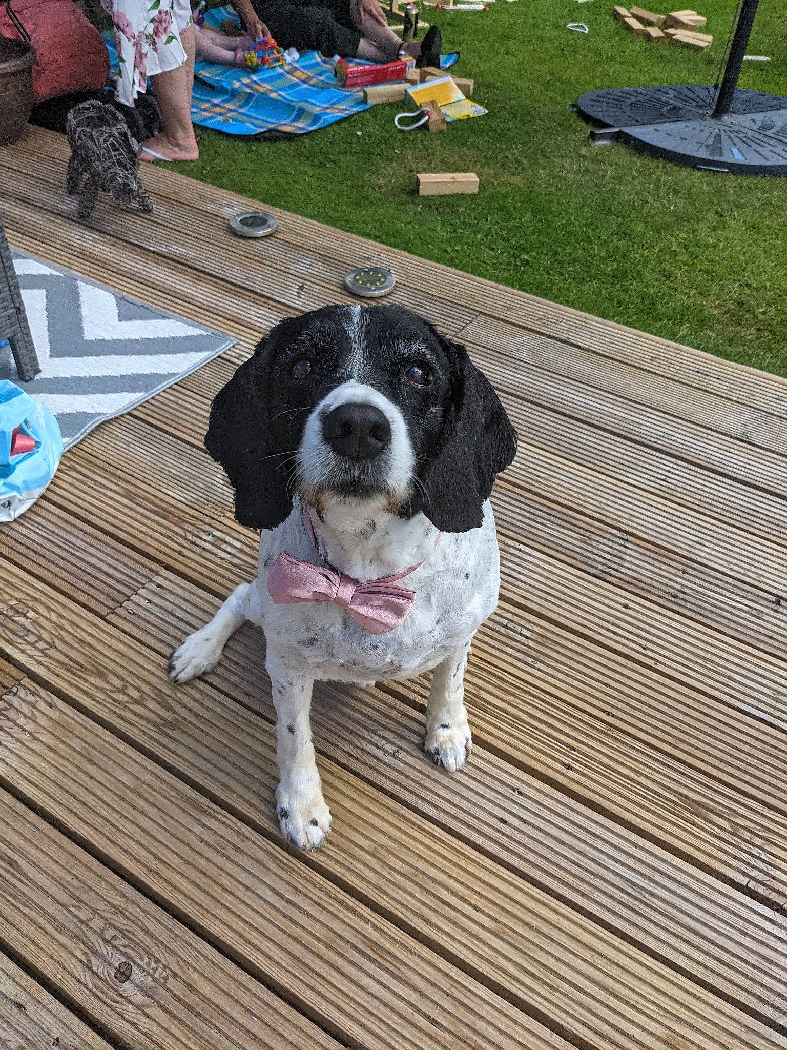 Zak is registered to the contest to win money with this photo: canidae, carnivore, chair, collar, companion_dog, dog, dog_breed, dog_collar, dog_supply, door, flooring, fur, hardwood, leash, porch, snout, spaniel, sporting_group, wood, working_animal