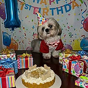 Gizmo joined the competition — help win amazing prizes! balloons, birthday, cake, canine, celebration, colorful, confetti, costume, cute, decorations, dog, festive, gift_wrap, happy, indoor, party_hat, pet, presents, small_dog, table