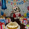 balloons, birthday, cake, canine, celebration, colorful, confetti, costume, cute, decorations, dog, festive, gift_wrap, happy, indoor, party_hat, pet, presents, small_dog, table