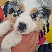 Alya a rejoint le concours — aidez-le/la à gagner de superbes lots ! puppy, dog, blue_eyes, fluffy, cute, pet, animal, fur, snout, paw, hand, holding, close_up, indoor, colorful_background, adorable, young, mammal, face, domestic_animal