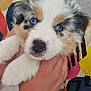 puppy, dog, blue_eyes, fluffy, cute, pet, animal, fur, snout, paw, hand, holding, close_up, indoor, colorful_background, adorable, young, mammal, face, domestic_animal