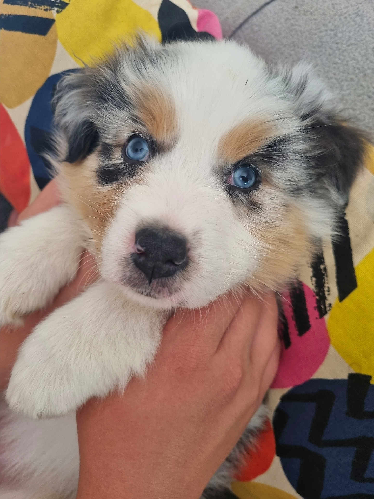 Alya a rejoint le concours — aidez-le/la à gagner de superbes lots ! puppy, dog, blue_eyes, fluffy, cute, pet, animal, fur, snout, paw, hand, holding, close_up, indoor, colorful_background, adorable, young, mammal, face, domestic_animal