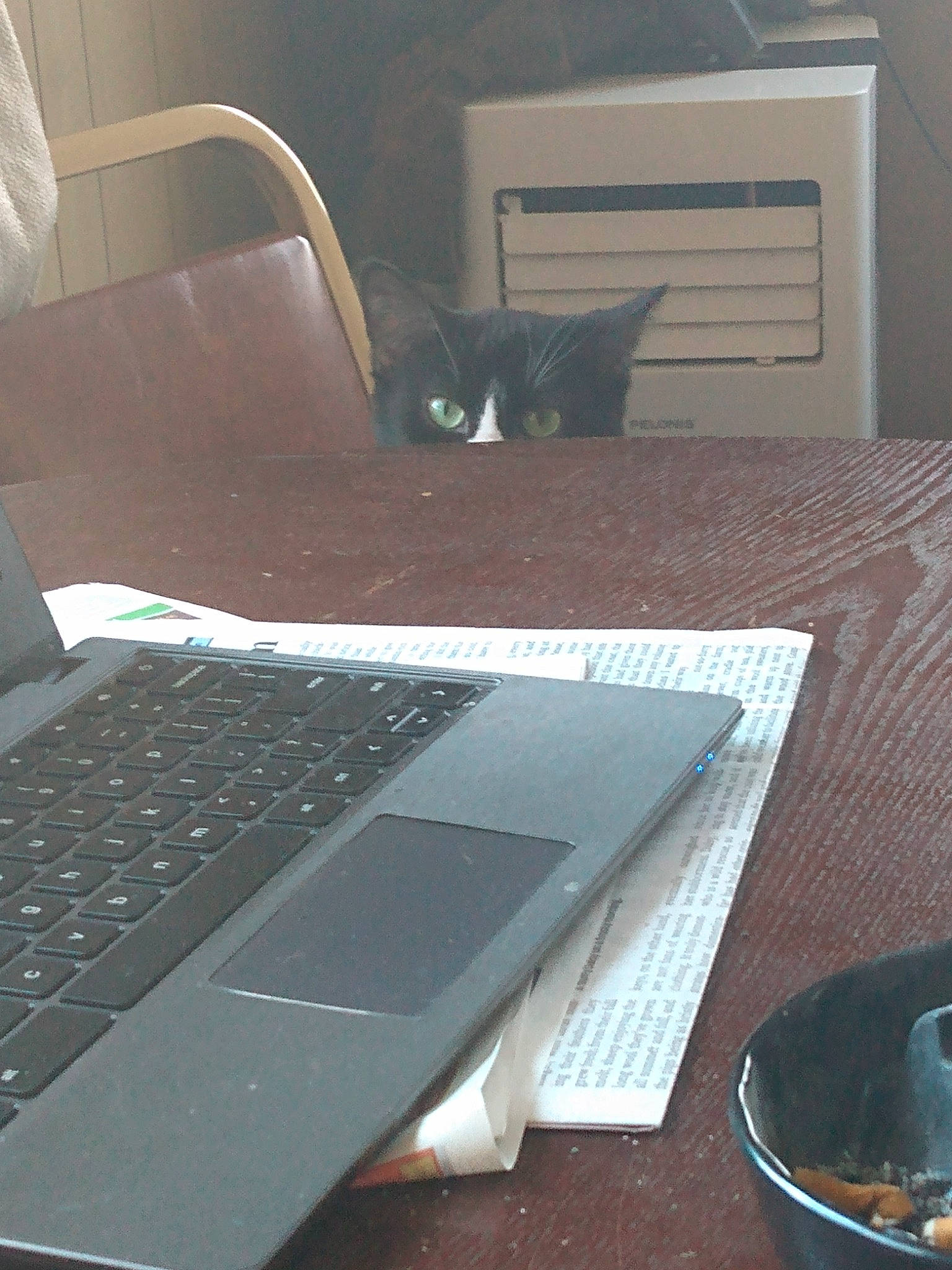Boots joined the competition — help win amazing prizes! black, cat, comfort, computer, computer_desk, floor, gadget, input_device, kitchen_utensil, laptop, netbook, office_equipment, output_device, peripheral, personal_computer, property, space_bar, tableware, touchpad, wood