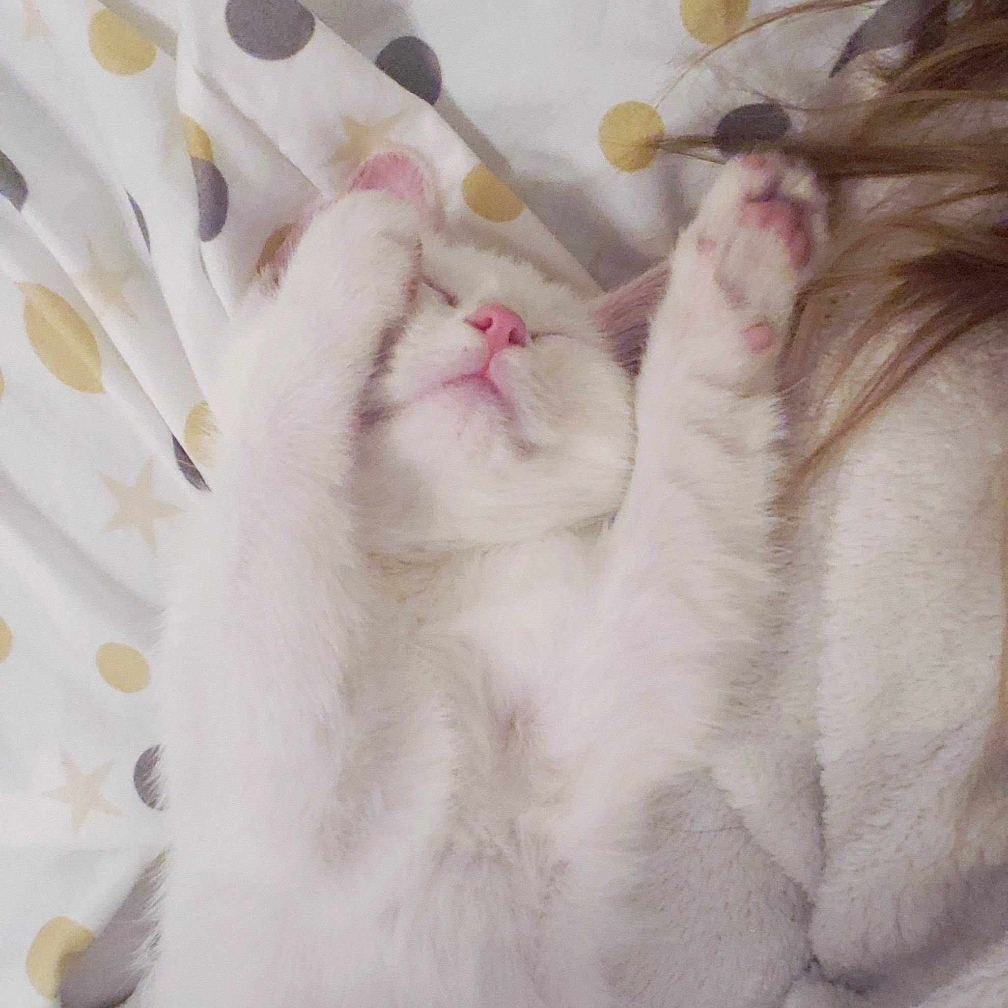 Fluffy participe au concours pour gagner de l'argent avec cette photo : carnivore, cat, claw, comfort, fawn, felidae, fur, linens, nap, paw, peach, petal, sleep, small_to_medium_sized_cats, snout, tail, whiskers