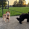 dog, sunset, grass, trees, leash, sidewalk, park, canine, outdoor, pet, happy, panting, nature, walking, sky, animal, greenery, sunlight, daytime, scenery