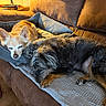 Scooter joined the competition — help win amazing prizes! dog, sleeping, couch, dog_bed, blanket, indoor, pet, animal, brown_couch, wood_floor, pink_slippers, relaxing, furry, companion, resting, cozy, home, domestic, two_dogs, quiet