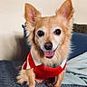 dog, small_dog, sweater, red_sweater, striped_sweater, tongue_out, ears_up, indoor, blue_pillow, quilted_bedspread, pet, smiling_dog, cute, animal, canine, timehop, text_overlay, happy, sitting, portrait